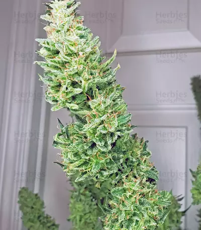 Z OG Auto (Barney's Farm) Cannabis-Samen