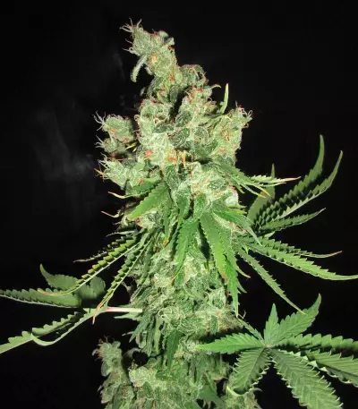Lemon OG Kush (DNA Genetics) Cannabis-Samen