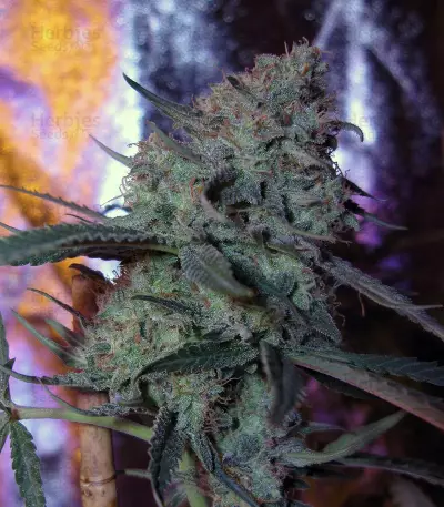 Purple Paralysis (Cream of the Crop Seeds) Cannabis-Samen