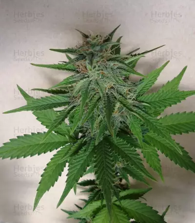 Mexican Airlines Auto (Fast Buds) Cannabis-Samen