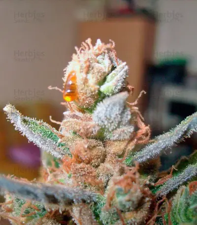 Green-O-Matic Auto (GHS) Cannabis-Samen