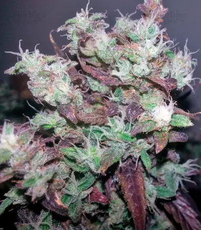 Strawberry Cough (Dutch Passion) Cannabis-Samen