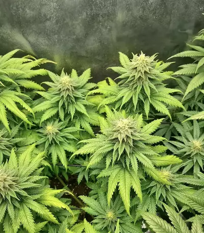 Big Bud Auto-Samen (Herbies Seeds)