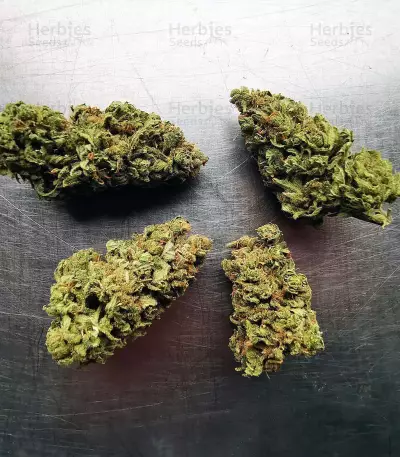 Blue Cheese (Big Buddha Seeds) Cannabis-Samen
