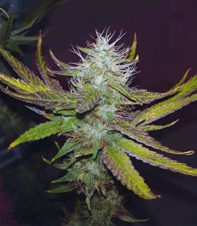 Eleven Roses feminisierte Samen (Delicious Seeds)