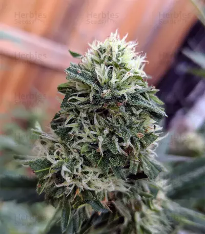 Gorilla (GG#4 Original Glue) (Expert Seeds) Cannabis-Samen