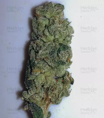 HiFi 4G (Dutch Passion) Cannabis-Samen
