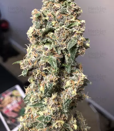 Lemonberry Haze Auto (Original Sensible Seeds) Cannabis-Samen