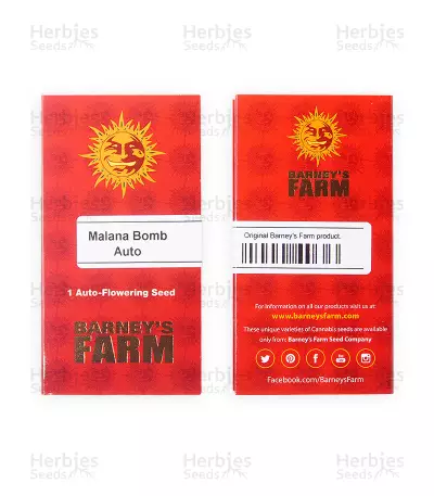 Malana Bomb Auto (Barney's Farm) Cannabis-Samen