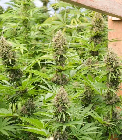 Malawi x PCK (Ace Seeds) Cannabis-Samen
