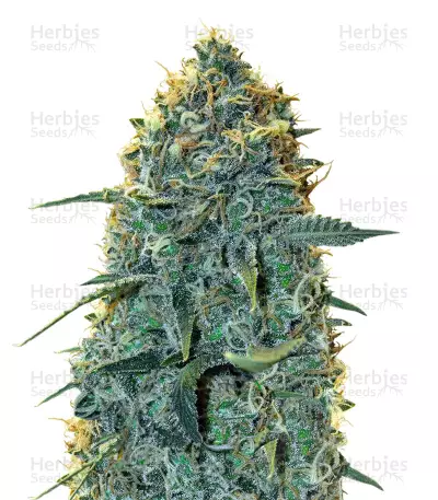 Mozzarella (G13 Labs) Cannabis-Samen
