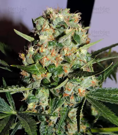 Old Dirty Biker regular (Karma Genetics) Cannabis-Samen
