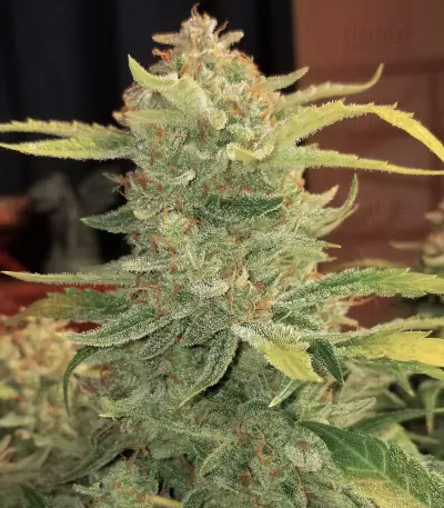 Original Auto BubbleGum (Fast Buds) Cannabis-Samen