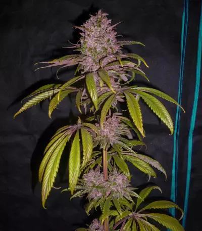 Pakistan Chitral Kush (CannaBioGen) Cannabis-Samen