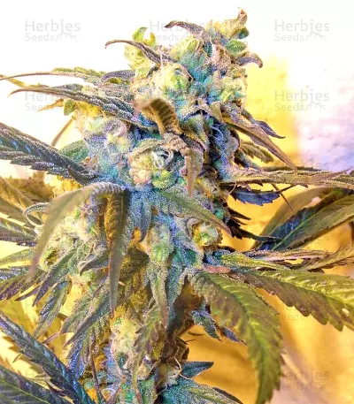Panama D.C. Regular (CannaBioGen) Cannabis-Samen
