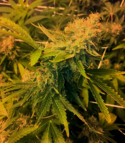Pineapple Express (G13 Labs) Cannabis-Samen
