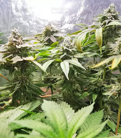 Pineapple (Seedstockers) Cannabis-Samen
