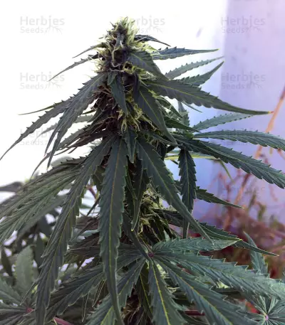 Raw Diesel (G13 Labs) Cannabis-Samen