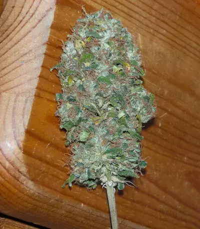 Shit regular (Mr. Nice Seedbank) Cannabis-Samen