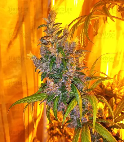 Tikal (Ace Seeds) Cannabis-Samen