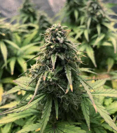 White Widow Autoflowering CBD (Dinafem Seeds) Cannabis-Samen