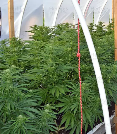 Zamaldelica regular (Ace Seeds) Cannabis-Samen