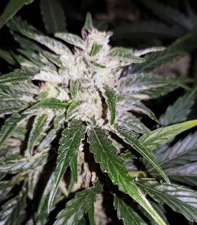 Auto Masszar (Critical Mass Collective Seeds) Cannabis-Samen