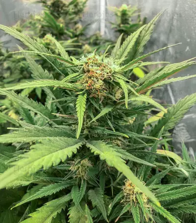 Big Bomb Auto (Bomb Seeds) Cannabis-Samen
