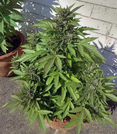 Big Bud Autoflower strain