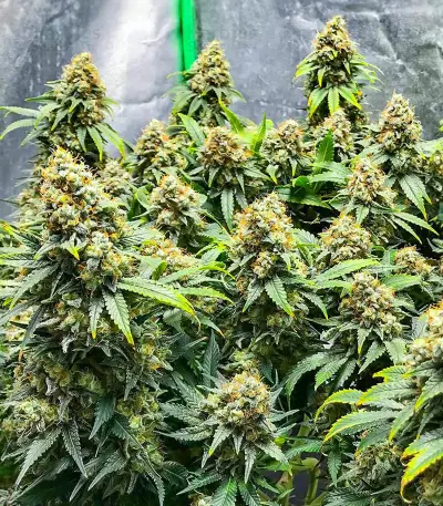 Blueberry OG feminisierte Samen (AlphaFem Seeds)