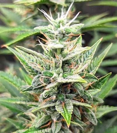 Bruce Banner #3 Auto-Samen (Herbies Seeds)
