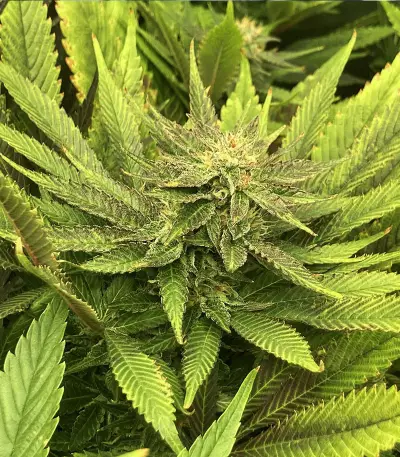 Caramelo (Delicious Seeds)