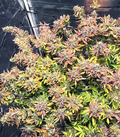 Chem Cookies feminisierte Samen (AlphaFem Seeds)