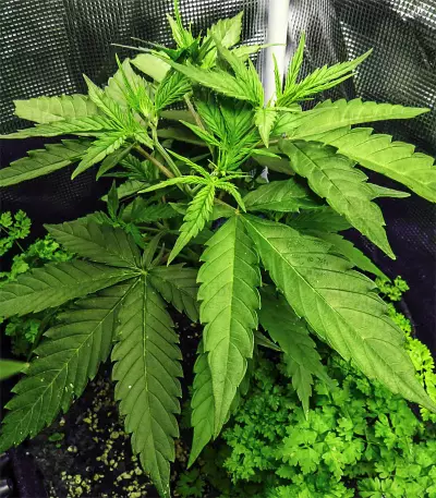 Critical Sour (Female Seeds) Cannabis-Samen