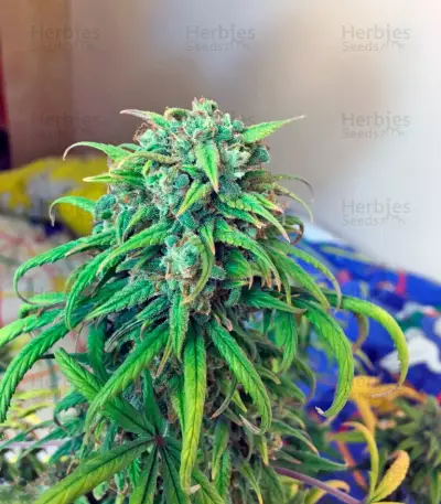 Exodus Cheese Auto (GHS) Cannabis-Samen