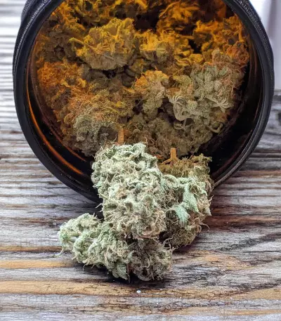 Gorilla SFV OG (Expert Seeds) Cannabis-Samen
