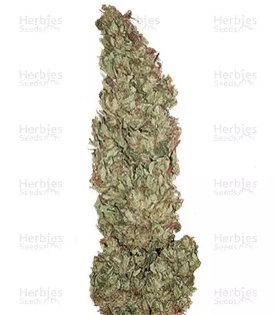 Hubble Bubble (Mandala seeds) Cannabis-Samen