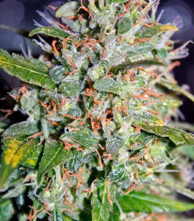 Jack Herer (GHS) Cannabis-Samen
