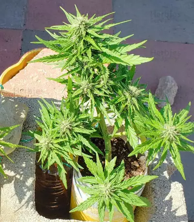 Kush Mass (Garden of Green) Cannabis-Samen