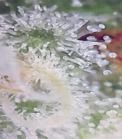Kushberry (DNA Genetics) Cannabis-Samen