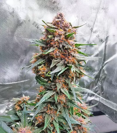 Lemon Cherry Cookies Auto feminisierte Samen (Fast Buds)