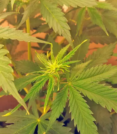 Northern Lights Auto (GHS) Cannabis-Samen