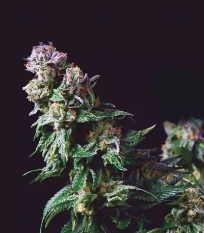 Purple Urkle (Pyramid Seeds) Cannabis-Samen
