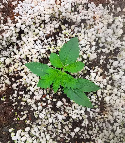 Sour Mac F1 feminisierte Samen (Seedkeepers)