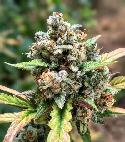 Auto Anonymass (Critical Mass Collective Seeds) Cannabis-Samen