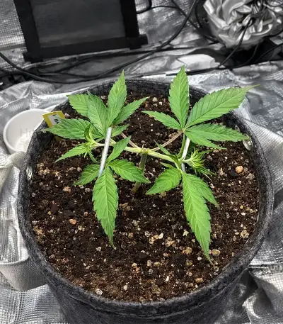 Auto Mimosa (00 Seeds)