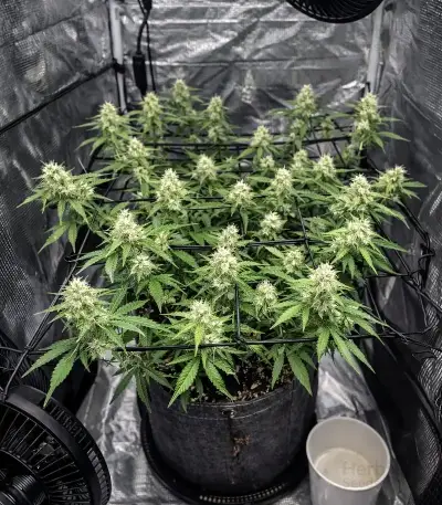 Auto Mimosa (00 Seeds)