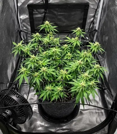 Auto Mimosa (00 Seeds)