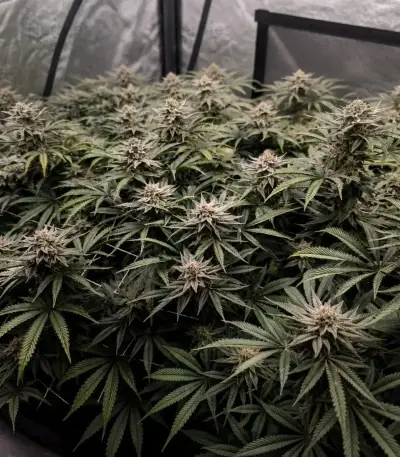 Biscotti Auto (Green House Seeds)