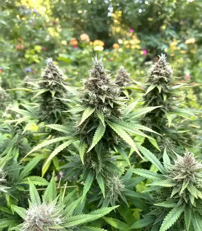 Black Berry OG (Emerald Triangle Seeds) Cannabis-Samen